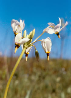 Dodecatheon